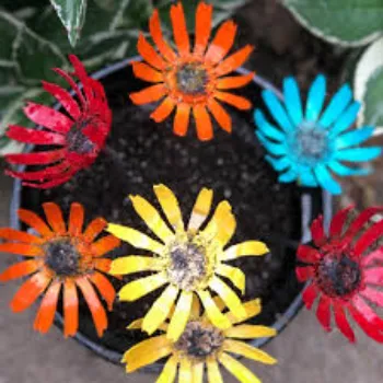 Delightful Gerbera Daisy Plant